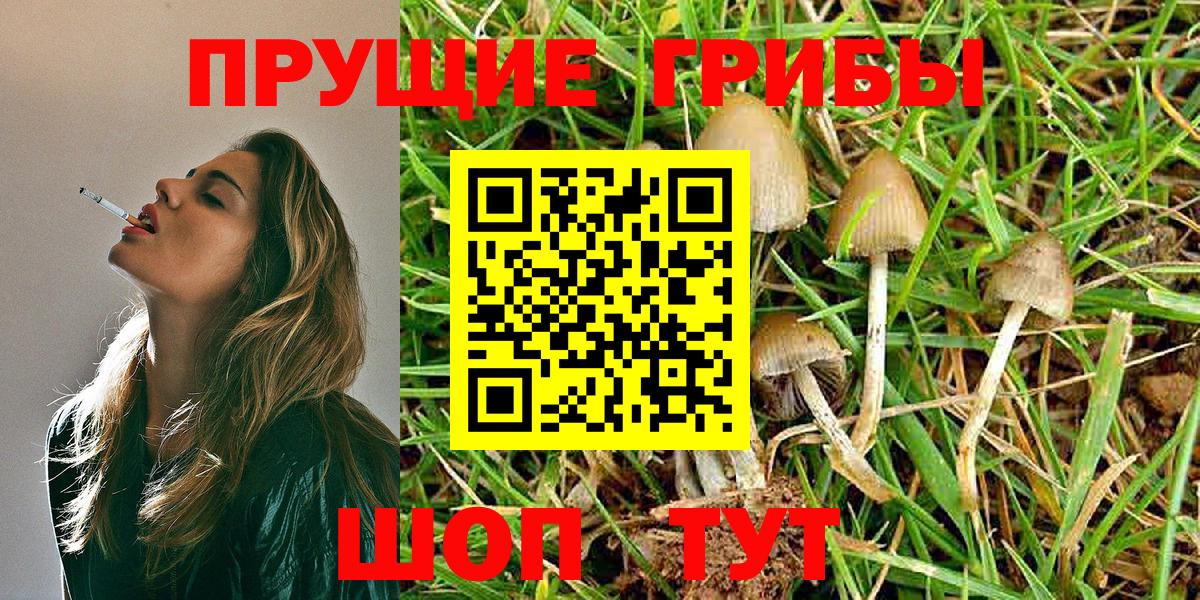 Псилоцибиновые грибы Psilocybe Пятигорск